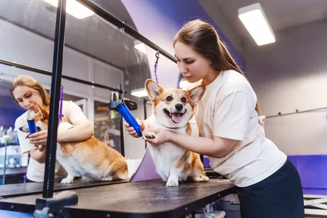 Female Professional Groomer Trimming Haircut Dog Pet Spa Grooming Salon X - Certified Pet Stylist study guide