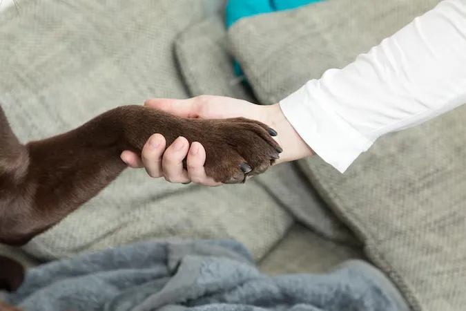 Low Section Man Sitting Sofa Home - Certified Animal-Assisted Therapy study guide