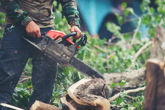 Asian Man Cutting Trees Using El - Blog study guide