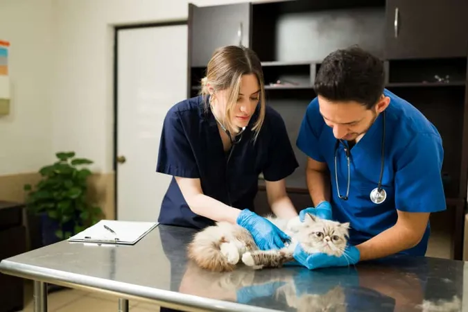 Two Veterinarians Holding Down Persian Cat Exam Table Caucasian Professional Woman Vet Using Stethoscope Hearing Heart Sick Fluffy Cat 1 X - Certified Veterinary Chiropractor study guide