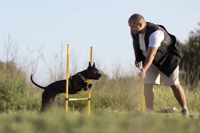 Dog Trainer Teaching Dog Run Though Obstacles X - Certified Dog Trainer study guide