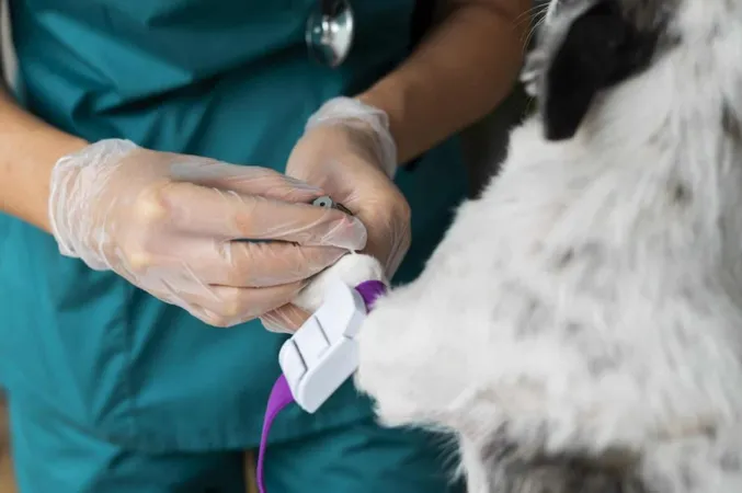 Close Up Veterinarian Taking Care Dog X - Certified Euthanasia Technician study guide