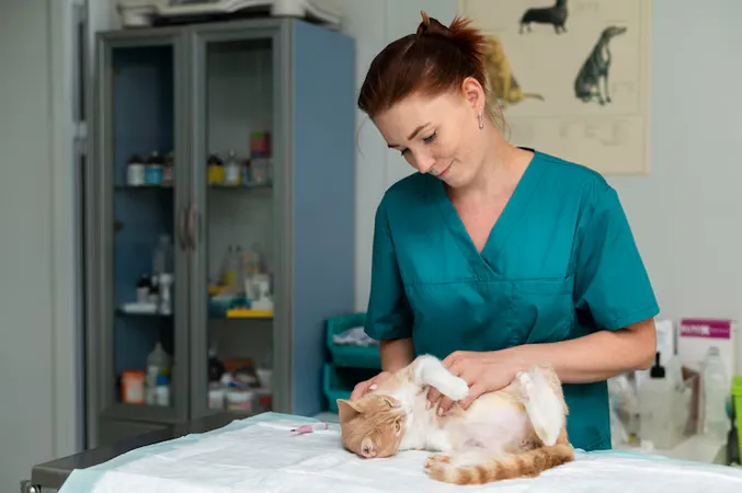 Close Up Veterinarian Taking Care Cat 23 - Certified Veterinary Assistant study guide