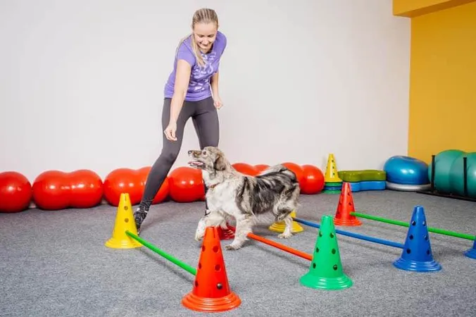 Obedience Training For Dogs - Dog Training study guide