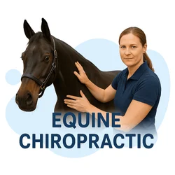 Equine Chiropractic Certification: A Comprehensive Guide to Becoming a Certified Equine Chiropractor