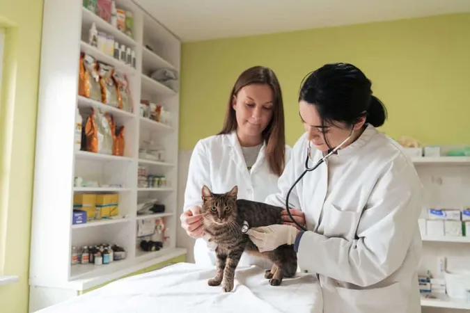 Veterinary Team Treating Sick Cats Maintain Animal Health Concept Animal Hospital X - International Council for Veterinary Assessment study guide
